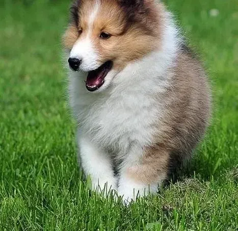 喜乐蒂|喜乐蒂犬精神很好为什么还会吐黄水不吃饭