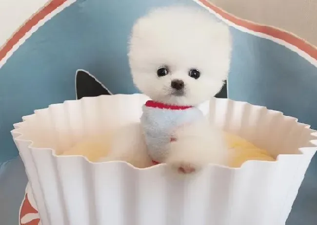 博美犬|怎样治疗博美犬的眼部疾病