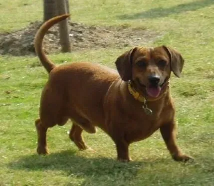 腊肠犬|日常生活中挑逗腊肠犬的行为存在哪些危险