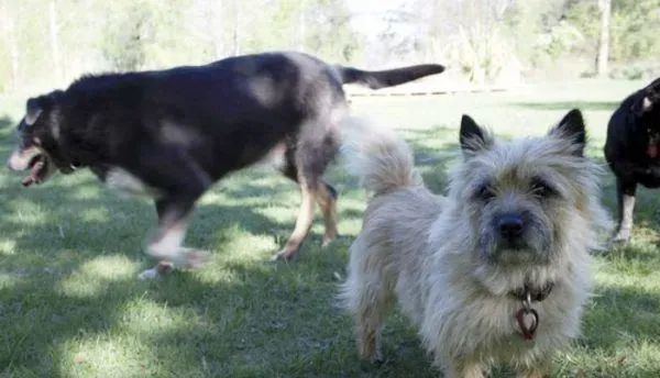 12岁牧羊犬突然走失 原来是救援佳话一则 | 狗