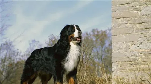 伯恩山犬是什么犬 伯恩山犬是一种大型犬 | 伯恩山犬