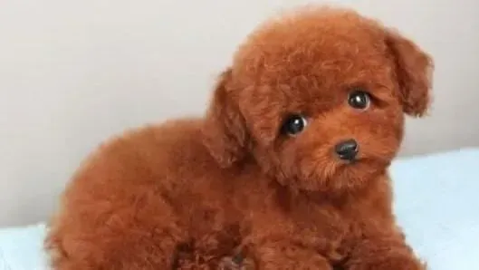 泰迪犬|喂养泰迪犬时怎样均衡饮食中的营养