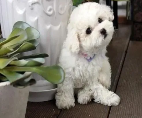 比熊犬|清理更健康 如何清理比熊犬的牙齿