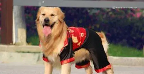 狂犬疫苗的作用 狗狗为什么要打狂犬疫苗 | 狂犬疫苗