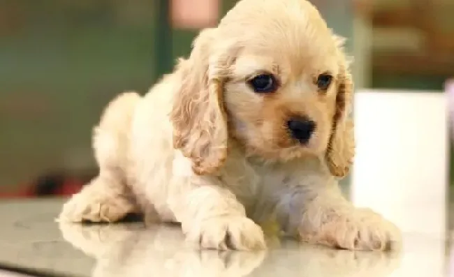 可卡犬|喂养可卡犬要注意狗狗的习惯与喂养策略