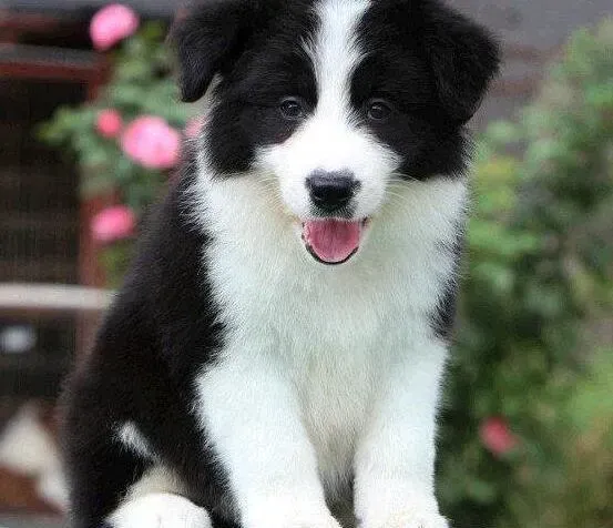 边境牧羊犬|边境牧羊犬拉稀带有血丝是得了细小吗