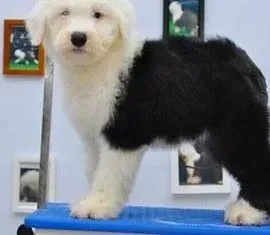 古代牧羊犬|如何让古代牧羊犬学会在固定的区域拉便便