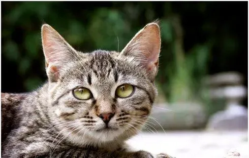 怎么训练猫用马桶 详细的步骤分享 | 埃及猫