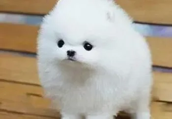 博美犬|美容无极限 打造完美精品博美犬的方法