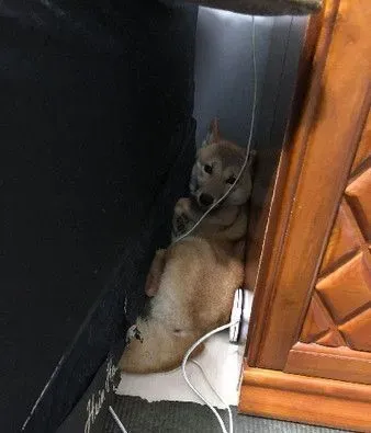 雪花随风飘柴犬在奔跑 柴犬的超夸张掉毛程度