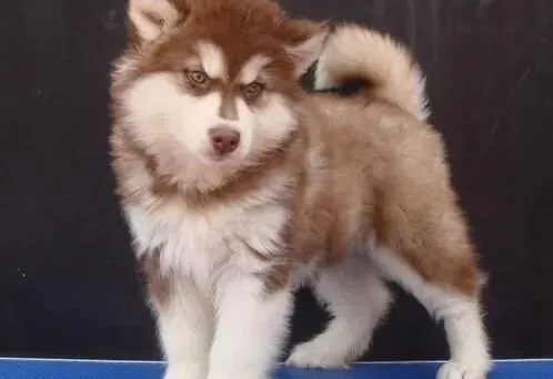 阿拉斯加犬|怎样禁止阿拉斯加犬爬上主人的床