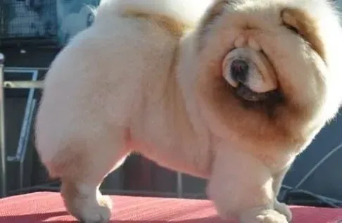 松狮犬|松狮犬最近毛发质量不太好如何是好