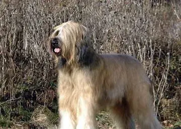 伯瑞犬怎么选    健康外最好用过疫苗 | 伯瑞犬