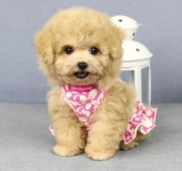 泰迪犬|带泰迪犬安全出门的几个小提示