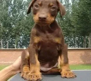 杜宾犬|杜宾犬有点发烧，请问有什么急救方法吗