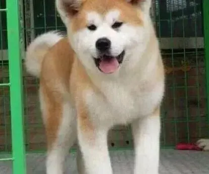 秋田犬|如何减少秋田犬身上脱落毛发的量