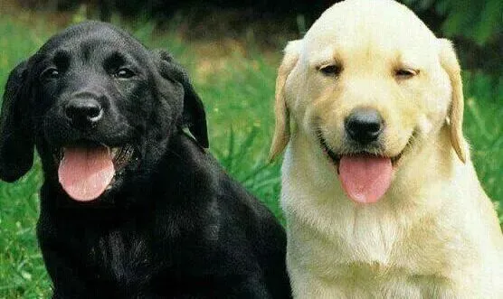 拉布拉多|拉布拉多犬日常生活中的必备物品