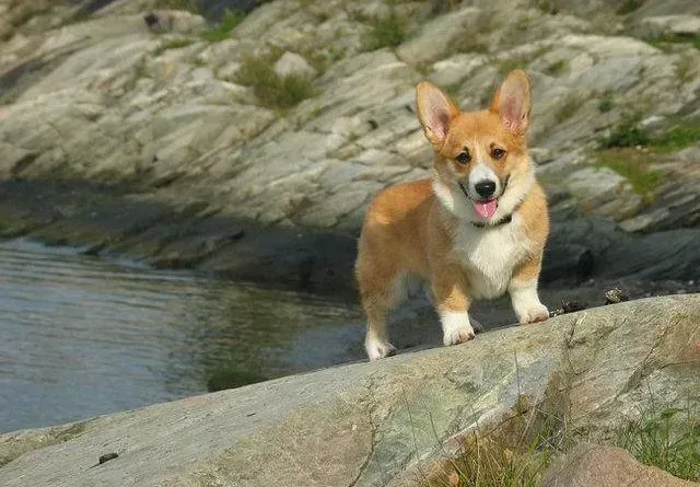 柯基犬|深度解析柯基犬不同的肢体语言