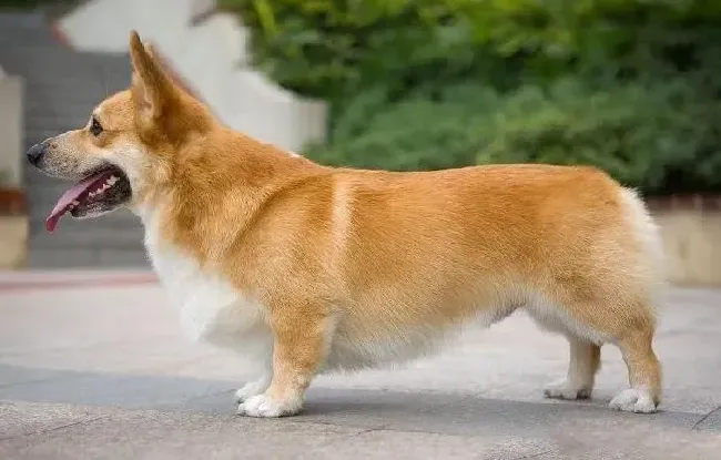 柯基犬|如何选择好柯基犬的夏季食物