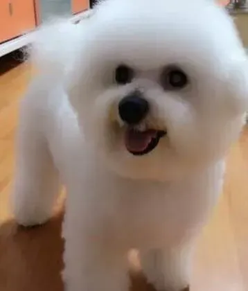比熊犬|比熊犬得了皮肤病该如何治疗