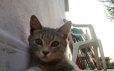 美国硬毛猫怎么养 注意幼猫的喂养 | 美国硬毛猫