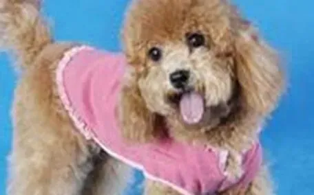 泰迪犬|科学天天问 饲养泰迪犬应从哪些方面下手