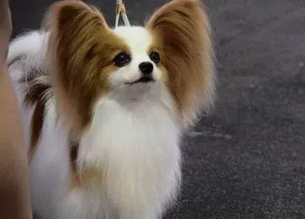 蝴蝶犬|蝴蝶犬不喜欢吃饭的时候大家要怎么办