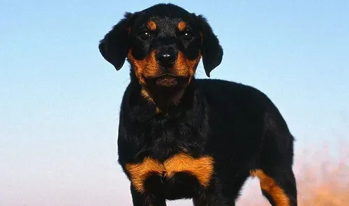 罗威纳犬舍消毒方法 用小刷子稀释后消毒液 | 罗威纳犬