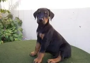 杜宾犬|杜宾犬最近在家随地大小便怎么纠正