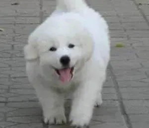大白熊犬|大白熊犬精神不振吐血，请医生帮忙看看