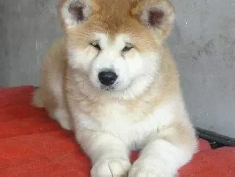 秋田犬|造成秋田犬便秘的原因与治疗方法