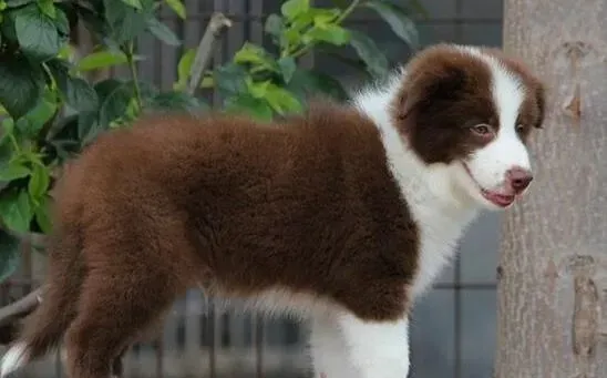 边境牧羊犬|边境牧羊犬吐水和白色泡沫是怎么回事