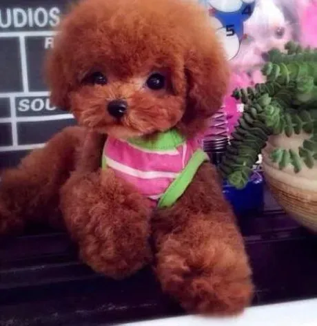 贵宾犬|怎样解决贵宾犬的厌食问题