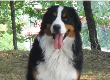伯恩山犬会有攻击性吗 领地意识很强的动物 | 伯恩山犬