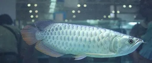 银龙鱼爱吃什么 银龙鱼多数喜食面包虫 | 银龙鱼