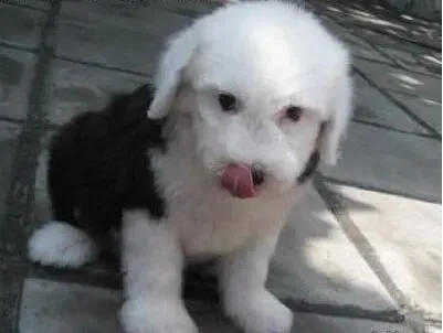 古代牧羊犬|新生古代牧羊犬应当特别注意卫生方面的问题