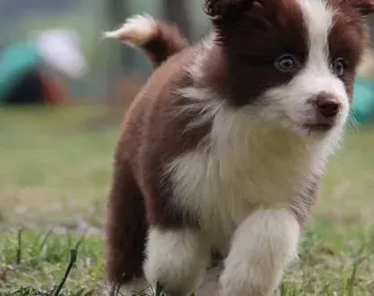 边境牧羊犬|边境牧羊犬不爱吃狗粮啃不动如何是好