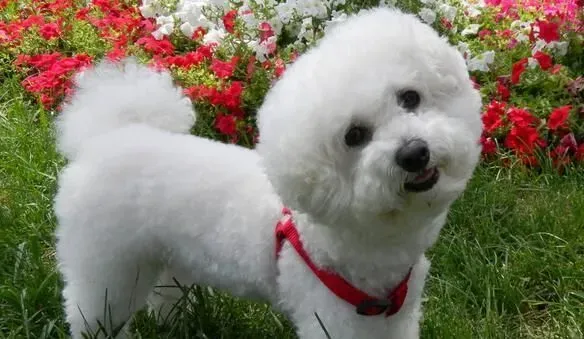 萨摩耶犬寿命 萨摩耶寿命一般在12到15年 | 萨摩耶犬