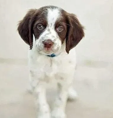 不列塔尼猎犬的日常护理 清洁耳道得小心! | 不列塔尼猎犬