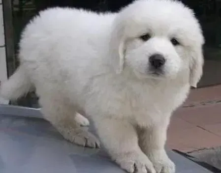 大白熊犬|饲养100问 大白熊犬喜欢磨牙棒的两大原因