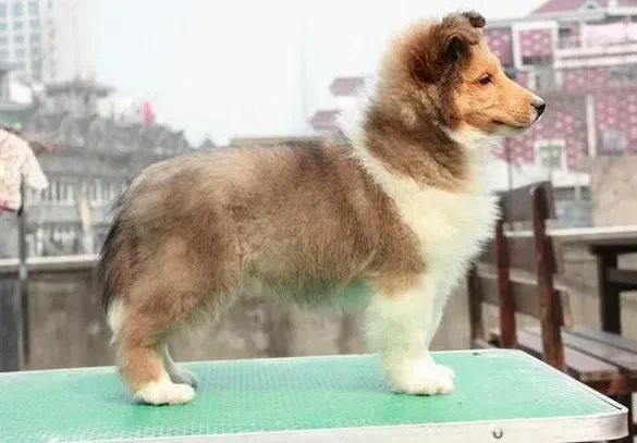 苏格兰牧羊犬|苏格兰牧羊犬除了狗粮还喜欢吃什么