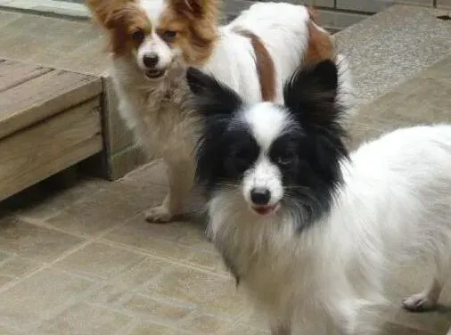 蝴蝶犬|宠物小课堂 训练蝴蝶犬谨记三个要点