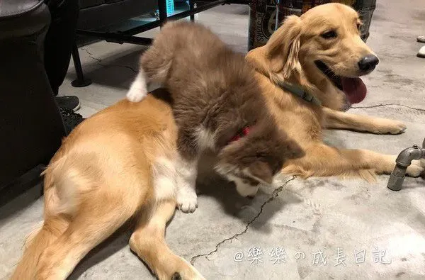 是谁欺负我妹妹！哈士奇遭欺负姐姐来替妹妹报仇
