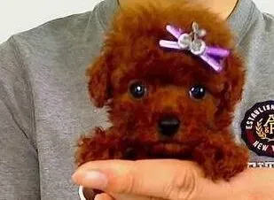 泰迪犬|换牙期间的泰迪犬可以如何照顾它