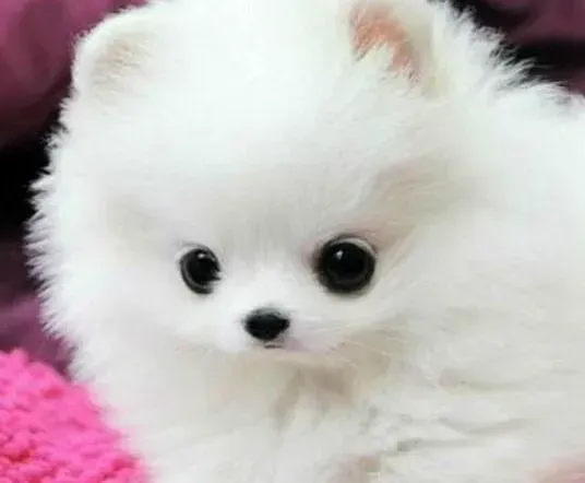 博美犬|哪些玩具可以清洁博美犬的牙齿