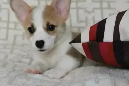 柯基犬|训练宝典之如何让柯基犬学会集中注意力