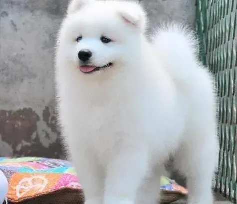 萨摩耶|萨摩耶绝育后应该怎样护理调养呢