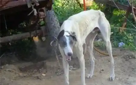 灵缇犬满月怎样喂食 灵缇犬正确的进食习惯 | 灵缇犬