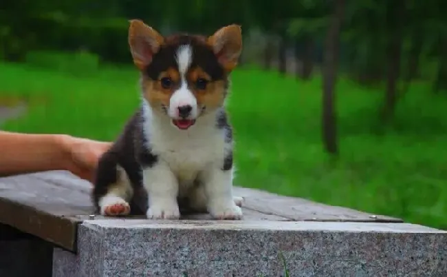 柯基犬|科学合理的给柯基犬喂食是很重要的