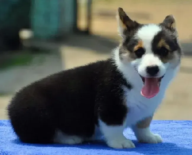 柯基犬|健康常识 柯基犬梳理毛发有哪些好处
